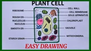 How to draw plant cell easily / plant cell diagram step by step