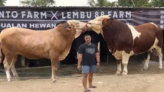Ферма QURBAN COW 88 ПРОДАНА, 300 коров H-28 ПРЕВЫШАЕТ ЦЕЛЕВОЙ ПОКАЗАТЕЛЬ ‼️🔥🔥🔥