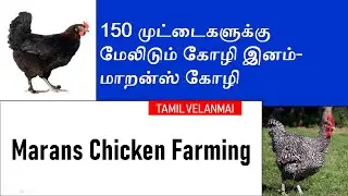 Marans Chicken || High Egg Laying Dual Purpose Chicken  || Kozhi Valarpu  ||Tamil Velanmai