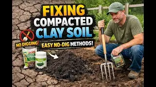 Managing Compacted Clay Soil Without Heavy Digging