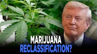 Trump Weighs Marijuana Executive Order Easing Restrictions | TRENDING
