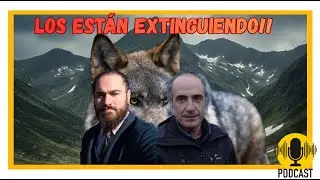 #podcast 53 Lobos en PELIGRO / Conservaci&oacute;n, Caza y Gen&eacute;tica con Alberto Fern&aacute;ndez Gil Dr. BIOLOG&Iacute;A