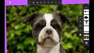 Pet Vector Cartoon - Design Process Illustration