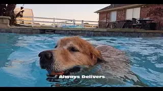 Watch This Dog Explain Data Backup Better Than Most Tech Bros