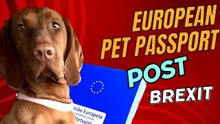 Travelling with a Pet | How to get a European Pet Passport post Brexit | VAN LIFE