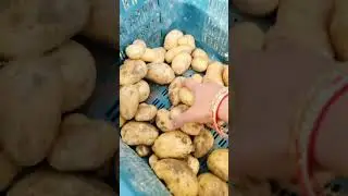 Harvesting of Potato 🥔#love #food #farming #potato #harvest #reels #viral #shorts#youtubeshorts#1k