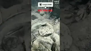 Fishing video #handfish #fishing #hook_fishing #fish #shorts
