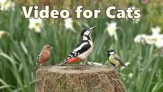 Videos for Cats ~ Birds and Daffodils Delight 🌼 8 HOURS 🌼