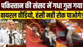 Unbelievable! Donkey Walks Into Pakistan Parliament &ndash; Full Truth Revealed!