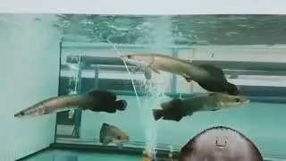 Big aquarium || Arapaima fish for sale