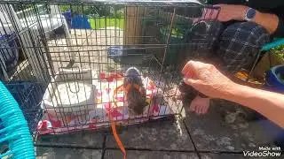 Back in the dog crate - Confined or more freedom gained?