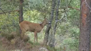 R&aring;dyr - Capreolus capreolus