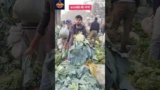 Barabanki ki gobhi 🥰 gobhi ka bhav 🥬 mandi news 🗞️ barabanki news 🗞️ #shafeeqbarabanki #gobhi #news