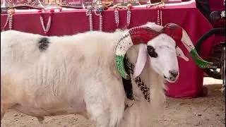 7 star sultan is back thanks god 😍🔥🐏😍😔😭