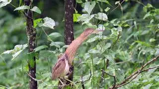 Yellow Bittern's call