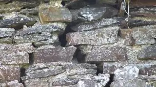 Redstart at nesting site at Llaingyfre