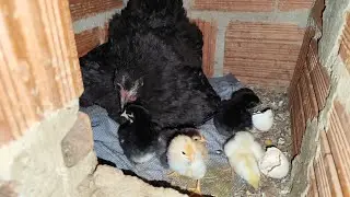 NASCERAM POUCOS PINTINHOS | SÍTIO COM JAVEH 