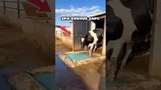 Jangan Bikin Sapi Stres! Begini Jadinya Kalau Sapi Marah Besar 😱🤣 #faktaunik #peternakan #shorts