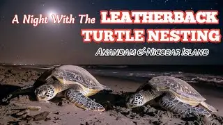 Turtle Nesting and laying eggs at Ramnagar Beach, Kalighat, Diglipur, North Anandam, India