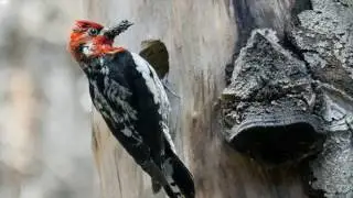 Red Breasted Sapsucker