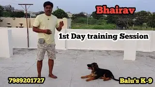 Bhairav The Gsd Puppy 1day obedience training @BalusK9Dogtraining #support  