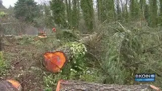 Who cut down Luis Pacheco's trees?