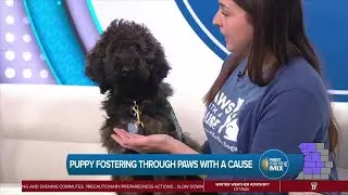 Paws with a Cause: Puppy Fostering