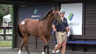 Karaka Super Seth x Mystery Lake Colt