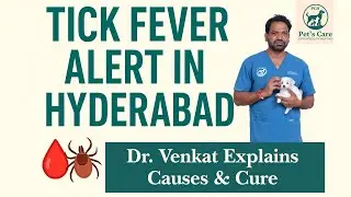 Deadly Tick Fever Outbreak in Hyderabad 🐶 | Dr. Venkat Yadav Warns Pet Parents! || @petscarehospital