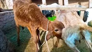 Goat Milking | cow drinking milk 😋😋