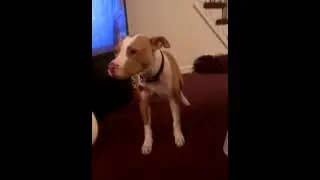 Dog hates blow dryer! Lol