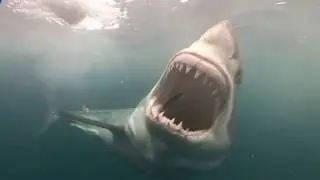 White Pointer Shark, Cage Dive. 'A Shark is set free.'