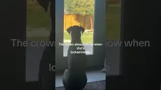 The always taunt her. #dogvideos #shepherdmix #rescuedog #crowvsdog #farmlife