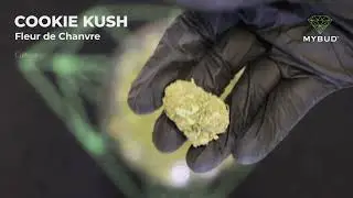 Fleur de CBD Int&eacute;rieur Cookie Kush - Un Go&ucirc;t Exotique Chocolat&eacute;