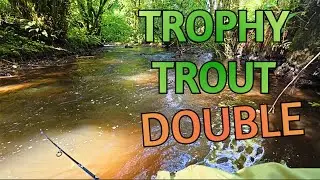Stream Magic: Landing Season&rsquo;s Best Trout in Autumn Glow!