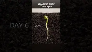 Pea - Time Lapse #plants # timelapse