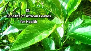 Benefits of African Leaves for Health