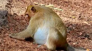 Update monkey pregnancy Briget , monkey Briget feels not good when her belly getting bigger