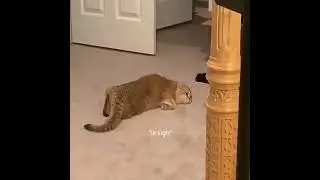 Hilarious Cat Video - Ultimate Comfort 😂🐱❤️ | CatsToday