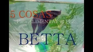 5 alimentos caseros GRATIS para PEZ BETTA que TODOS tenemos