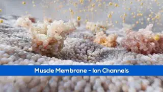 Medical Animation - Muscle membrane ion channels