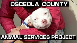 Osceola County Animal Services Project