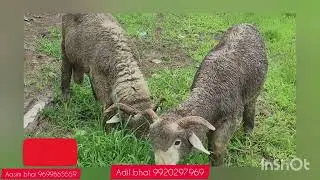 #deonarbakramandi Masha Allah Vilayti 9 Nag For Sale 5month Quality Or Length Wale Palne or Shok kro