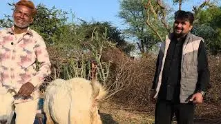 Radhe Shyam Ka Goat Breeding Setup Results | Uday Shyam Goat Farm Bhilwada Rajasthan. 