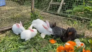 Rabbits Eat Green Vegetables And Carrots