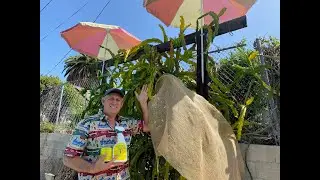 3 Ways to save your Dragon Fruit from HEAT