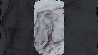 Starting an Elephant Charcoal Drawing &ndash; Sketching with Charcoal and Eraser