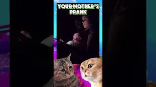 YOUR MOTHER'S PRANK #shortscatvideo #animalscute #cat #annoyingcats
