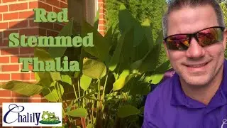 Red Stemmed Thalia - GIANT Tropical Foliage!