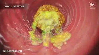 How does your body turn food into the poop Human digestion system in human beings|English subtitle n